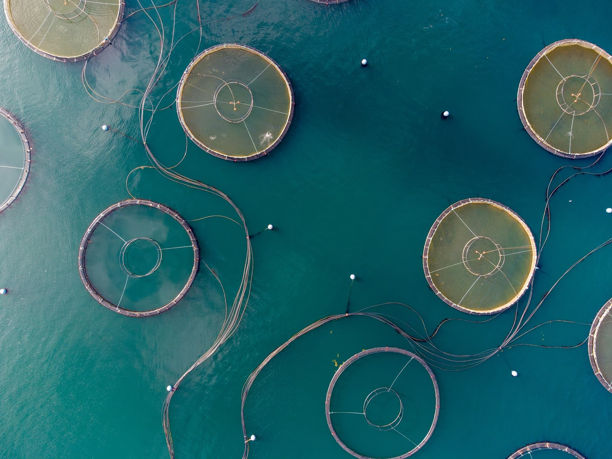 Seafood & Aquaculture